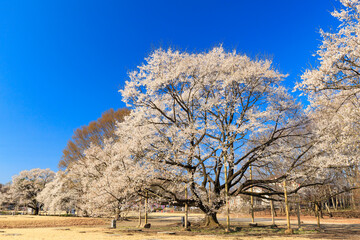 下野市　天平の丘公園の淡墨桜