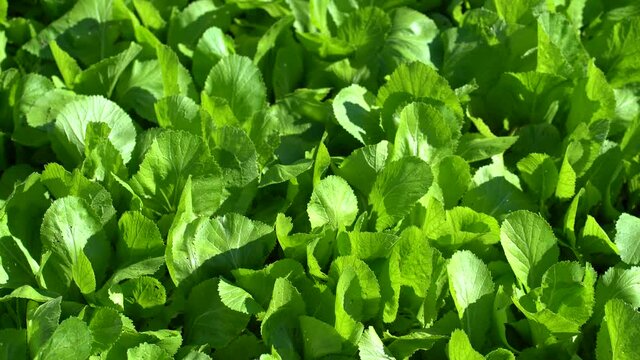 False pakchoi vegetable in the garden. Organic vegetables.