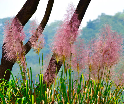 Red Grass Flowers In The Field