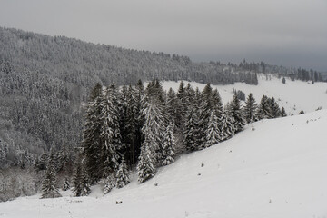 Schwarzwald im Winter