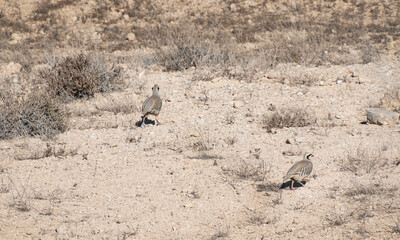 two well camouflaged alectoris chukar partridges scurring away from the photographer in their...