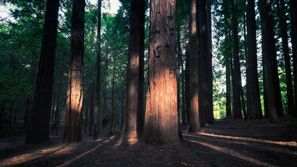 Afternoon in Redwood Forest