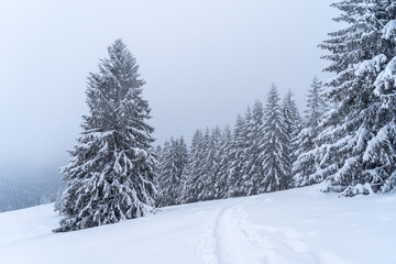 Schwarzwald im Winter