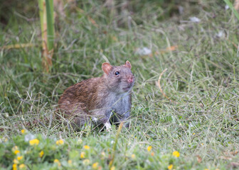 Naklejka na ściany i meble Southern African vlei rat (Otomys irroratus) coming out of the bushes checking if it's safe