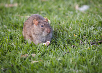 Naklejka na ściany i meble Southern African vlei rat (Otomys irroratus) sitting on the green grass facing the camera eating something close up