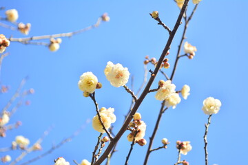 Plum blossom