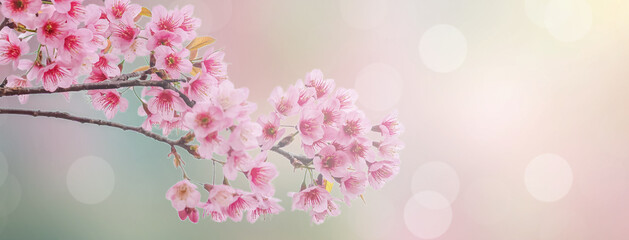 Spring background with cherry blossom on blur bokeh