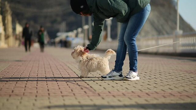 A woman strokes a Maltese lapdog, which then runs off after its owner. Bottom view. Outdoor. The concept of Pets