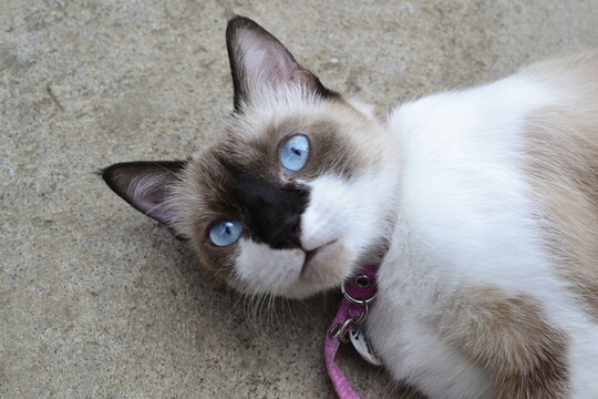 felinos, animal, mascota, gatita, fel&iacute;no, blanco,  domestica, ocular, felinos, pelaje, hermoso, mascota