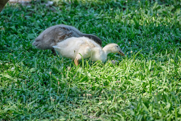 Fototapeta premium Goose chicks, yellow and gray colored, walking in grass. Selective focus