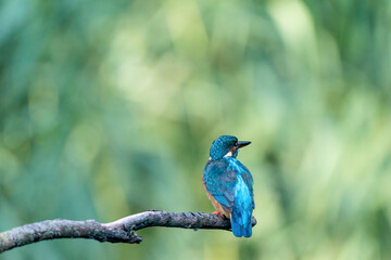 Beautiful blue Kingfisher bird, male Common Kingfisher, sitting on a branch, back profile