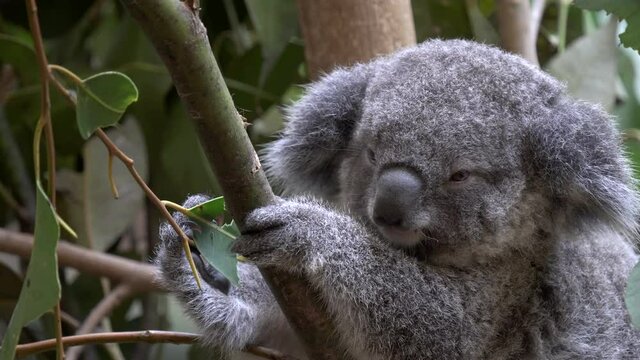 close up of a koala joey, in a tree, feeding on eucalyptus leaves at blackbutt nature reserve in newcastle, australia