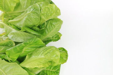 fresh baby cos (lettuce) on white background, for text