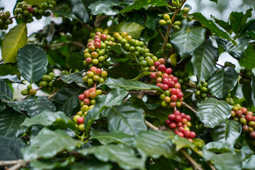 Close Up Coffee beans are ripe, harvested, branches of Arabica coffee plants in Nan province, Northern Thailand.