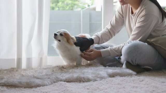Little chihuahua dog and asian woman at home in weekend. Hand's woman rubbing and stroking her puppy dog on floor in house. Pet feeling enjoy and happy with pet therapy dog care.