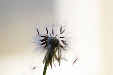 dandelion