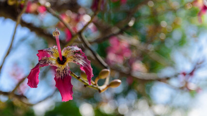 pink lilies in spring