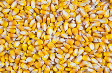 yellow corn kernels with visible details. Background or texture
