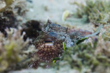 Common Octopus (Octopus vulgaris) closeup of its eye sticking out of its burrow