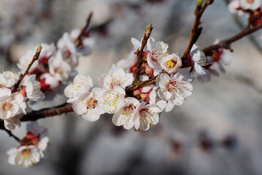 Flowers of an apricot tree in pastel colors for photo decoration