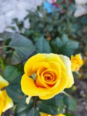 yellow rose in garden