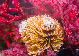 Feather-duster worm (Sabellastarte longa) or Giant fanworm with orange extended arms when feeding underwater