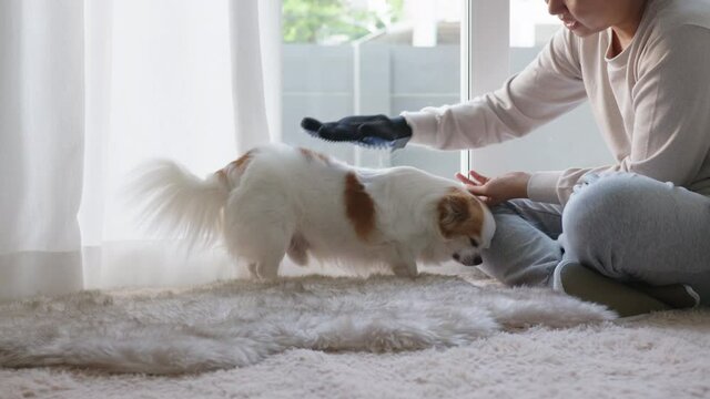 Little chihuahua dog and asian woman at home in weekend. Hand's woman rubbing and stroking her puppy dog on floor in house. Pet feeling enjoy and happy with pet therapy dog care.