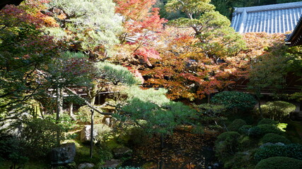 京都の秋、池を囲む色彩