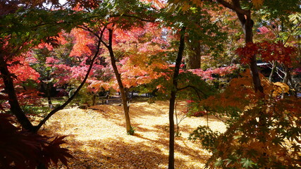 京都の秋、分け入りくつろぐ