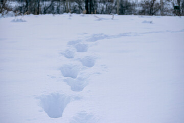 Human footprints in deep snow.