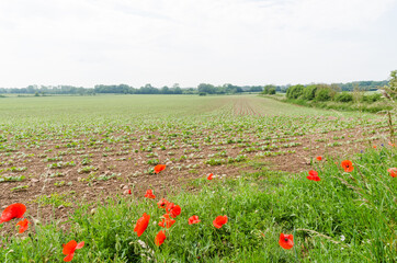 Red poppies by a farmers field