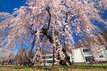 宇都宮市　古賀志の孝子桜