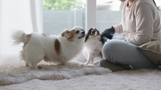 Little chihuahua dog and asian woman at home in weekend. Hand's woman rubbing and stroking her puppy dog on floor in house. Pet feeling enjoy and happy with pet therapy dog care.