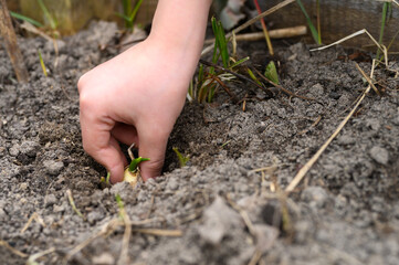 a kids hand planting a sprouted seed of garlic in a garden bed with soil in spring