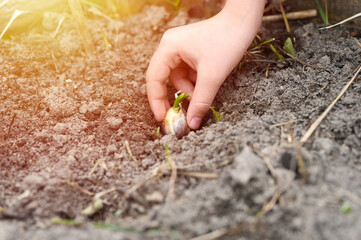 a kids hand planting a sprouted seed of garlic in a garden bed with soil in spring. flare