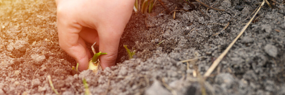 a kids hand planting a sprouted seed of garlic in a garden bed with soil in spring. banner. flare
