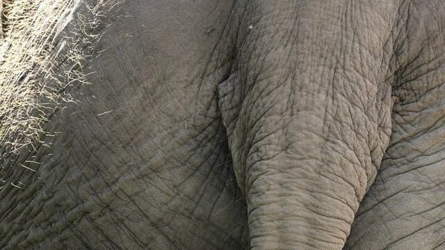 Close Up Of An Asian Elephant's Tail With Wrinkled Skin - macro
