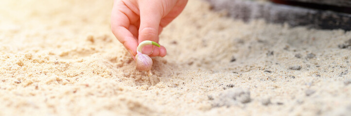 a kids hand planting a sprouted seed of garlic in a garden bed with sand in spring. banner. flare