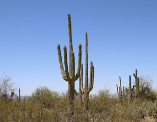 Orgelpfeifenkaktus - Organpipe cactus