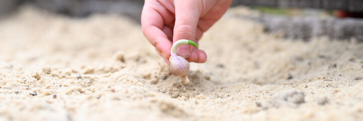 a kids hand planting a sprouted seed of garlic in a garden bed with sand in spring. banner