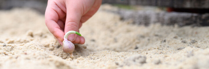 a kids hand planting a sprouted seed of garlic in a garden bed with sand in spring. banner