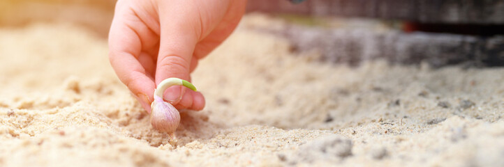 a kids hand planting a sprouted seed of garlic in a garden bed with sand in spring. banner. flare