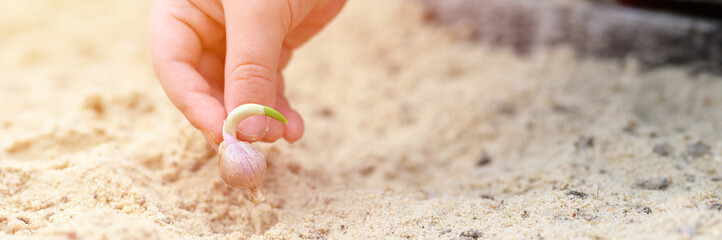 a kids hand planting a sprouted seed of garlic in a garden bed with sand in spring. banner. flare