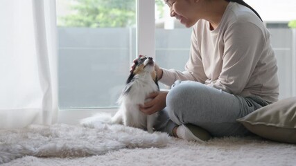 Little chihuahua dog and asian woman at home in weekend. Hand's woman rubbing and stroking her puppy dog on floor in house. Pet feeling enjoy and happy with pet therapy dog care.