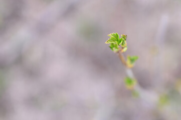 currant buds on the branches open and leaves grow in the garden in spring. selective focus