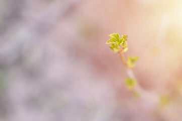 currant buds on the branches open and leaves grow in the garden in spring. selective focus. flare