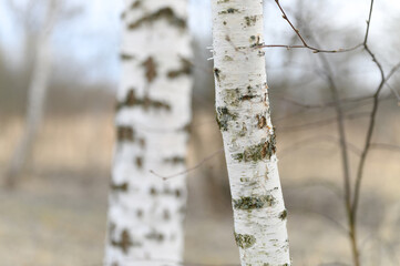 black and white fragment of the trunk of a growing birch in the forest in early spring in nature