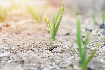 sprouted growing garlic in the ground on the garden bed. selective focus. flare