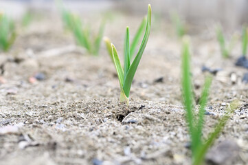 sprouted growing garlic in the ground on the garden bed. selective focus