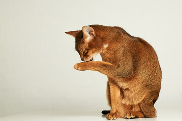 Cute abyssinian cat sit on table with white background lick one paw